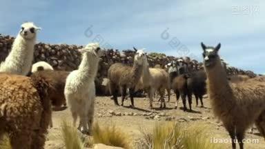 玻利维亚乌尤尼盐沼附近的大羊驼